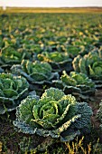 Savoy cabbage field