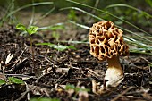 A morel mushroom in a forest