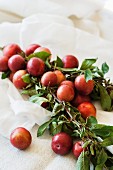 A sprig of freshly picked red plums on a white cloth