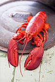 A whole boiled lobster on pot lid