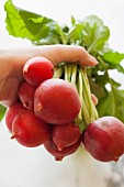 A hand holding a bunch of radishes