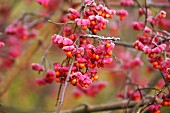 Frozen branches of spindle berries (Euonymus)