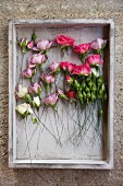 Verschiedenfarbige Rosen in Vintage Kasten arrangiert und an Steinmauer aufgehängt