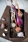 Vintage-Box mit frisch geerntetem Knoblauch und Zwiebeln