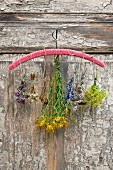 Various bunches of dried herbs hanging on a crocheted hanger on a nail on an old wooden door