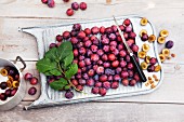 Freshly harvested damsons on an old washboard on a wooden table