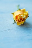 Yellow rose on light blue surface