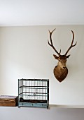 Hunting trophy on wall next to vintage, wooden bird cage on half-height wall