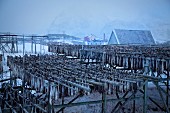 Gestelle mit Trockenfisch in einer Winterlandschaft in Norwegen