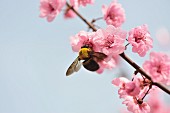 Close up of bee feeding on peach blossom