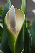 A close up of a Philodendron Selloum flower