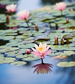 Lilies on a pond