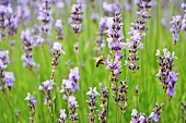 A bee on a lavender flower