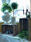 Verschiedene Pflanzengefässe mit Bäumchen und Kletterpflanze auf rustikalen Holzkisten vor dem Fenster