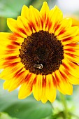 Sonnenblume und Biene