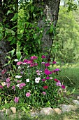 Bed of sweet William edged in pebbles around tree trunk in summery landscape