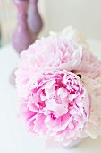 Pink peonies