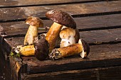 Fresh bay boletes and porcini mushrooms on a wooden crate