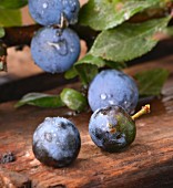 Freshly washed sloes on a wooden crate