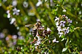 A bee on a winter savory flower