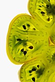 Slices of green tomato lit from behind