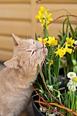 Frühlingsgesteck mit Narzissen und verschmuster Katze
