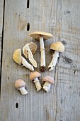 Gypsy mushrooms (Cortinarius caperatus)