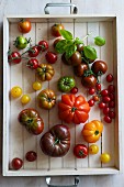 Various tomatoes on a tray