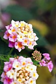 Flowers of shrub verbena (Lantana camara)