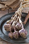 Freshly harvested garlic, tied in a bundle for drying, on a plate
