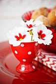 White and red primulas in red eggcups as spring decoration
