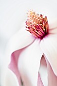 Open magnolia flower (close-up)