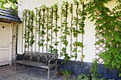 Kletterpflanze mit Rankhilfen auf weisser Hauswand, davor verwitterte Holzbank