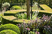 Low, curved hedges in sunny garden