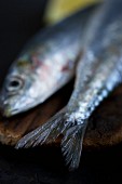 Fresh sardines (detail)