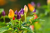 Colourful rainbow chillis in a garden on the plant