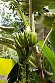 Bananen vor der Ernte