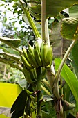 Bananas just before harvesting