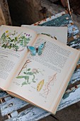 Antiquarisches Pflanzenkundebuch und Dekoschmetterlling