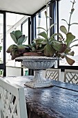 Succulents planted in urn on rustic wooden table with traditional, white-painted chairs in loggia-style room with vintage ambiance