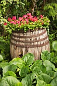 Old wooden barrel planted with flowering geraniums in garden