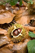 An edible chestnut on the forest floor