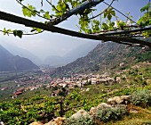 Nebbiolo Weinreben auf Pergolen über dem Dorf Carema und dem Tal des Flusses Dora Baltea, Piemont, Italien