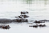 Hippos im Kwando Fluss, Mahango Nationalpark, Caprivi, Namibia