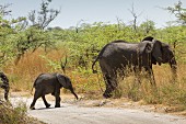 A herd of elephants crossing the street in Mudumu National Park, Caprivi, Namibia