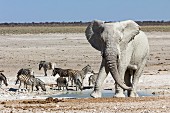 Elefant und Zebras am Nebrowni Wasserloch, Etosha Nationalpark, Namibia