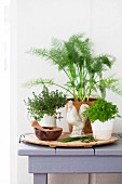 An arrangement of kitchen herbs, a wooden water and a cockerel figurine