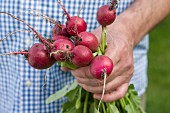 A man holding a bunch of freshly harvested radishes