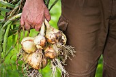 A man in a garden holding freshly harvested onions
