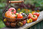 A colourful harvest of tomatoes in a garden